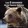 5 GRANDES DE LA FAUNA IBÉRICA, LOS